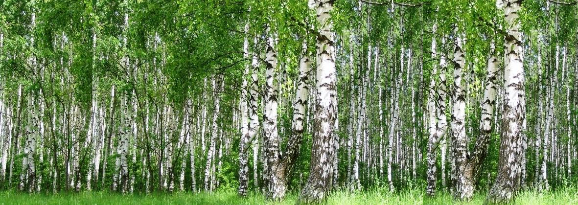 Русский лес приложение. Сибирское здоровье лес.